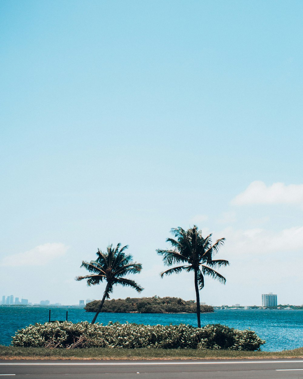 palm tree near body of water during daytime