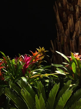 A vibrant arrangement of tropical plants and flowers set against a dark background. The plants exhibit lush green foliage with brightly colored flowers in magenta, orange, and yellow. The scene is partially illuminated, creating a dramatic contrast that highlights the vivid colors and textures of the leaves and petals.