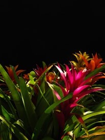 A collection of vibrant tropical plants with long, pointed leaves and colorful bracts in shades of pink, orange, and green. The plants stand out dramatically against a dark black background, emphasizing their bright colors.