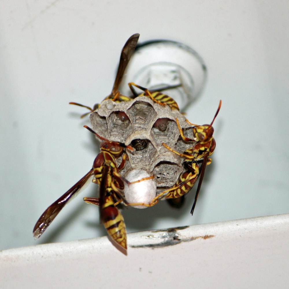 brown and black bee on white surface