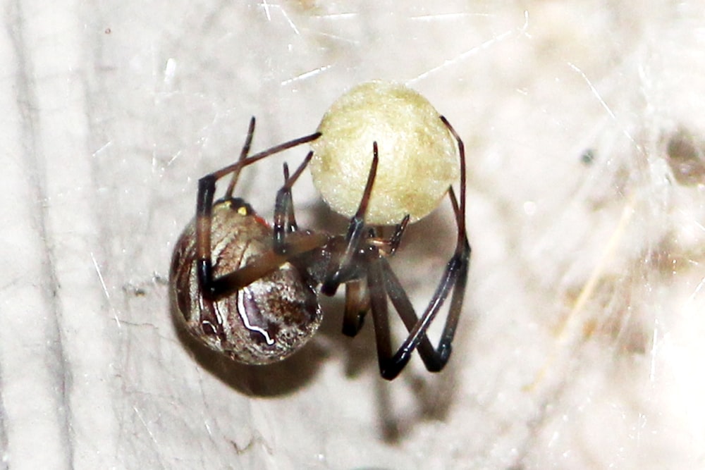 black and brown spider on white surface