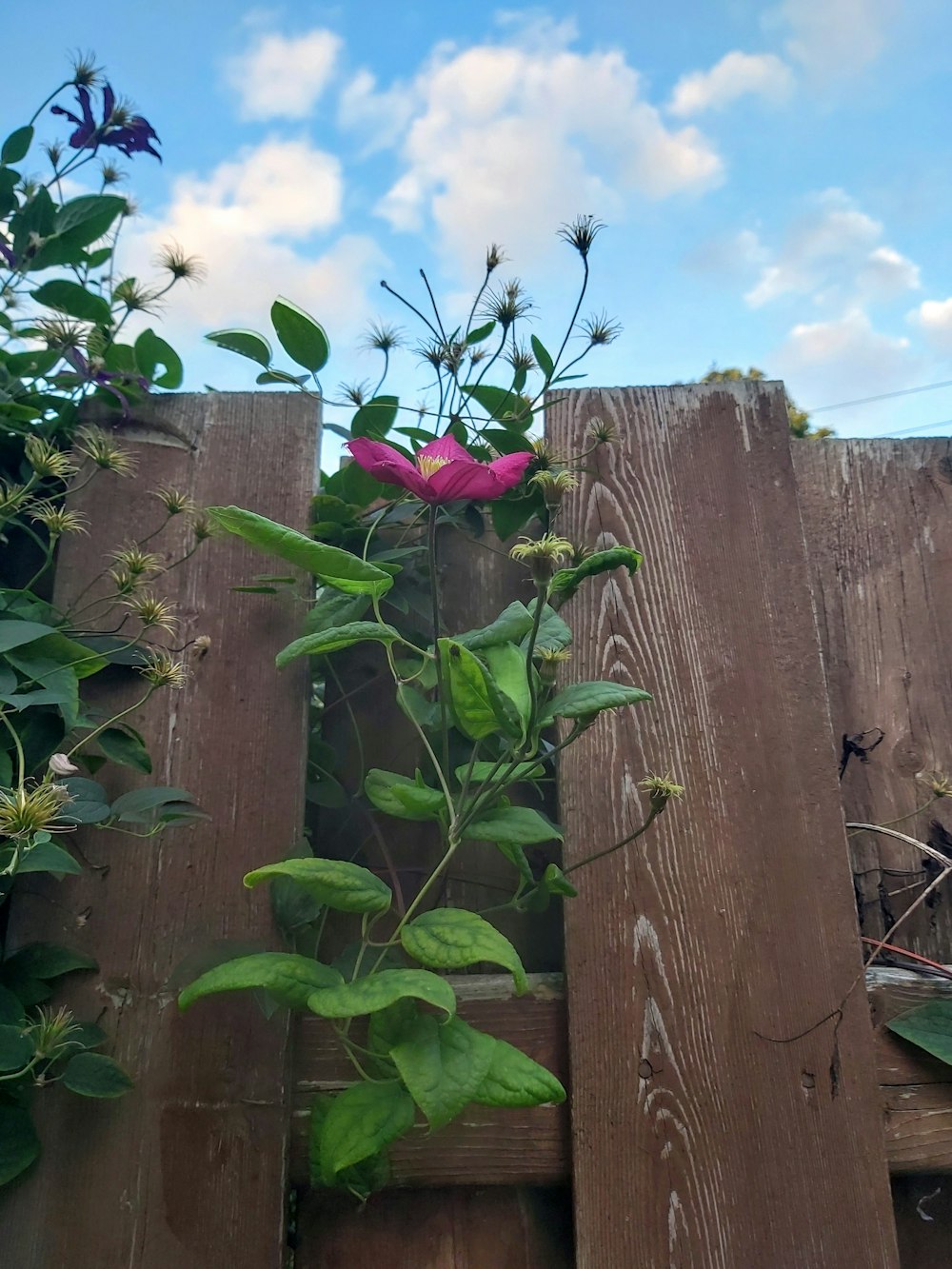 pink flower on brown wooden fence