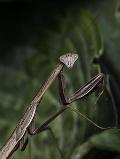 Close-up of a vibrant praying mantis perched on a leaf, showcasing its delicate limbs and intense eyes.
