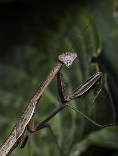 Close-up of a vibrant praying mantis perched on a leaf, showcasing its delicate limbs and intense eyes.