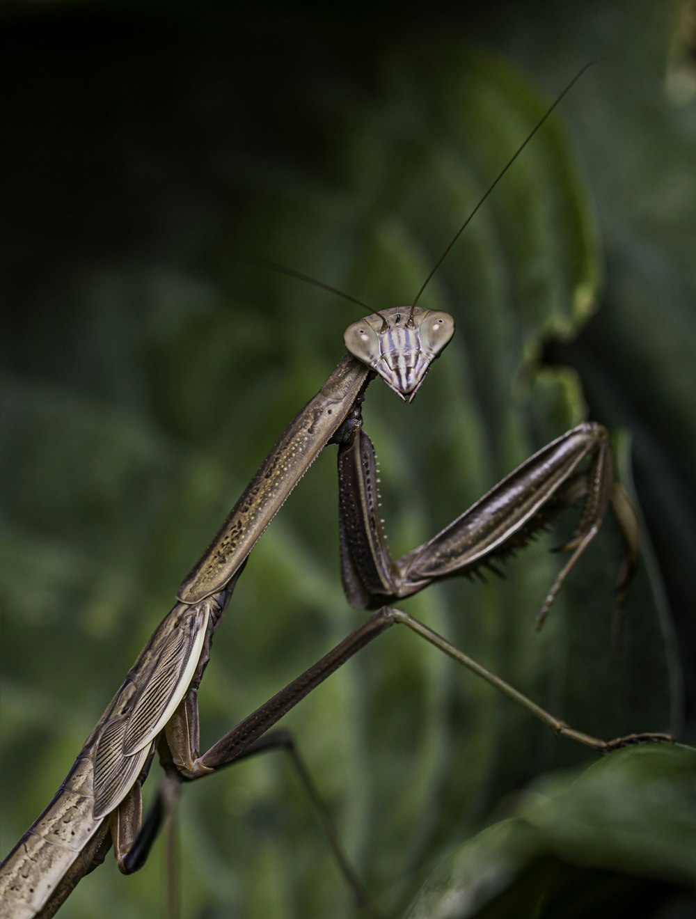 brown praying mantis on green leaf in close up photography during daytime