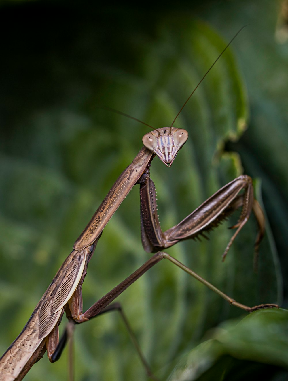 brown praying mantis on green leaf in close up photography during daytime