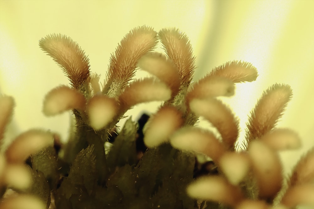 white and brown plant in close up photography