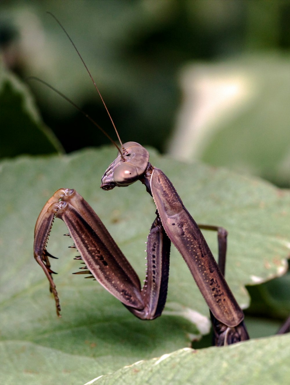 日中のクローズアップ写真で緑の葉の上の茶色のカマキリ