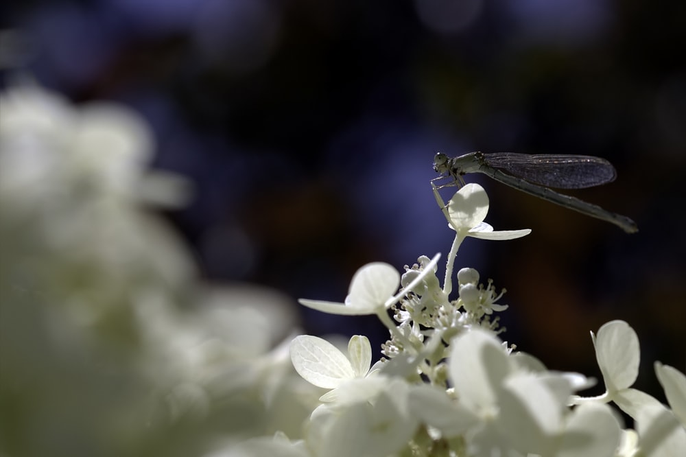 flores blancas con hojas verdes