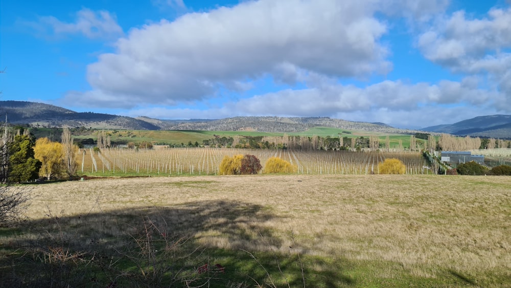 green grass field under blue sky during daytime