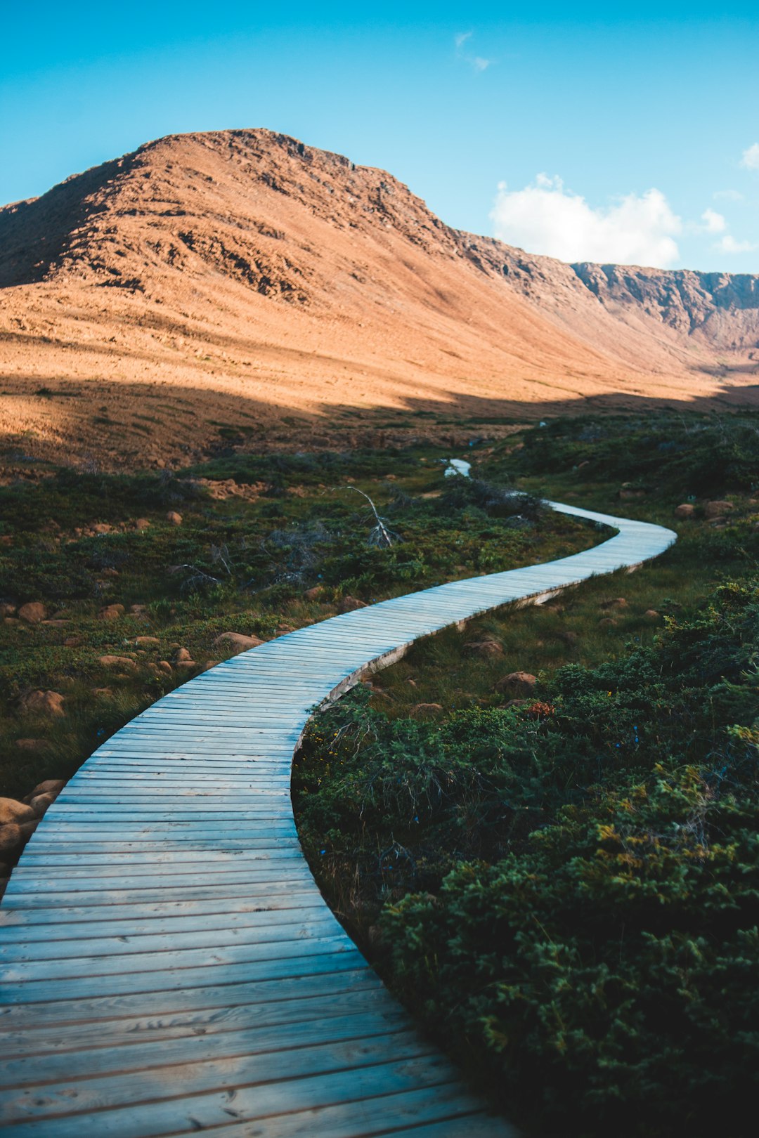 brown wooden pathway in the middle of green grass field