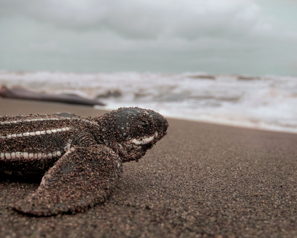 tortue noire et brune sur le rivage de la plage pendant la journée