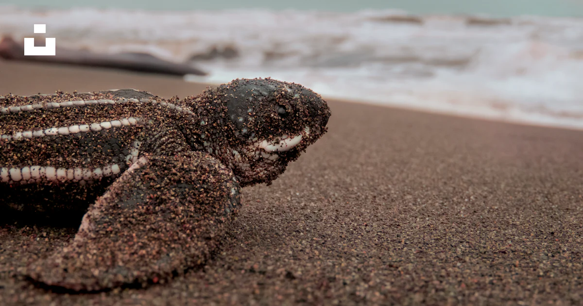 昼間の海岸の黒と茶色のカメの写真 Unsplashで見つけるカメの無料写真 昼間の海岸の黒と茶色のカメの写真 Unsplashで見つけるカメの無料写真