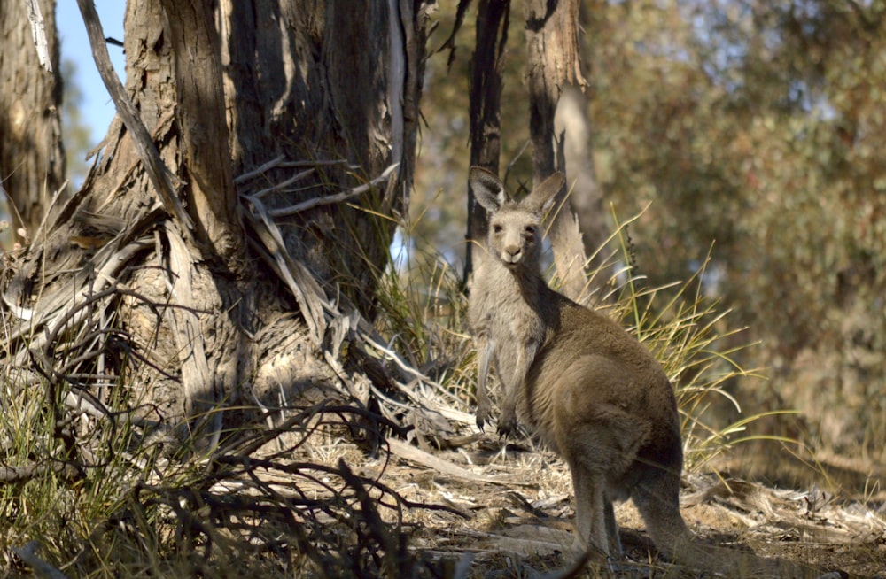 brown kangaroo on brown tree branch during daytime