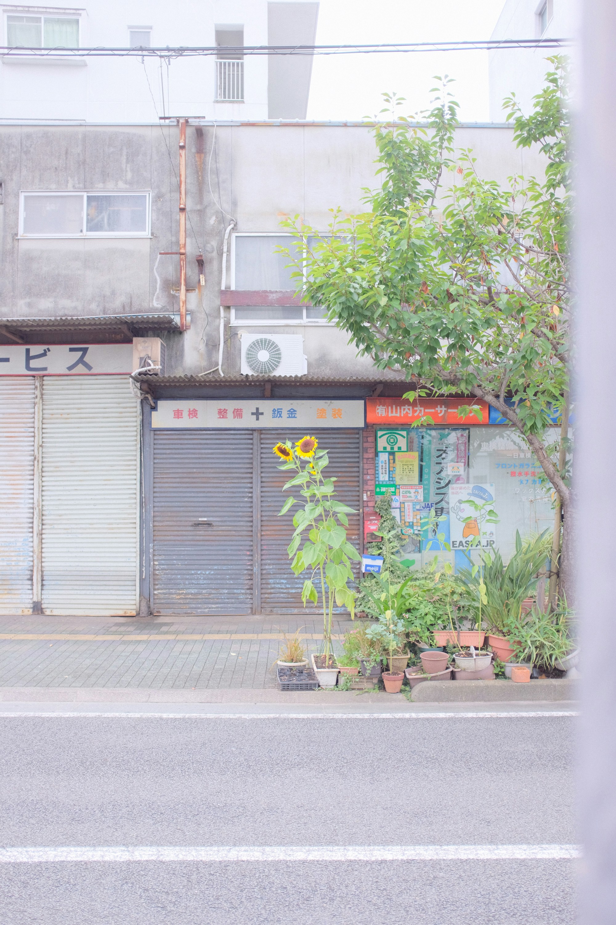 Matsuyama's Local Cuisine: Dishes, Restaurants & Traditional Recipes