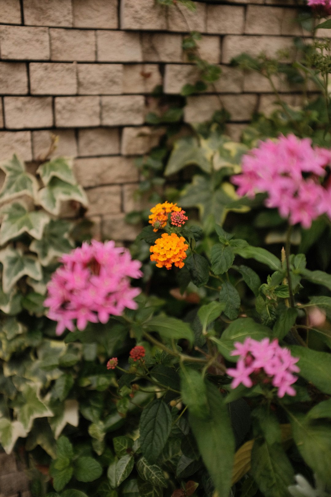 pink and yellow flowers beside brown brick wall