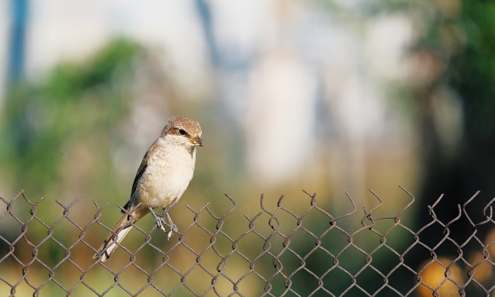 brown and white bird on gray metal fence during daytime