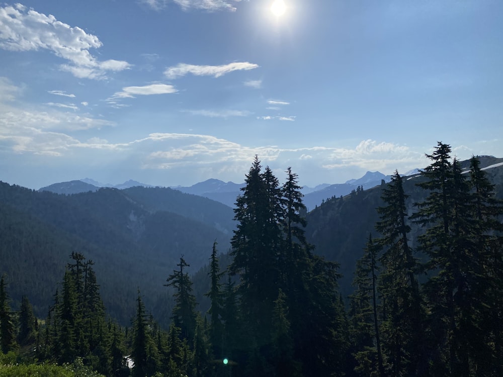 green pine trees under blue sky during daytime