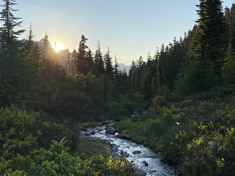 arbres verts près de la rivière sous le ciel bleu pendant la journée