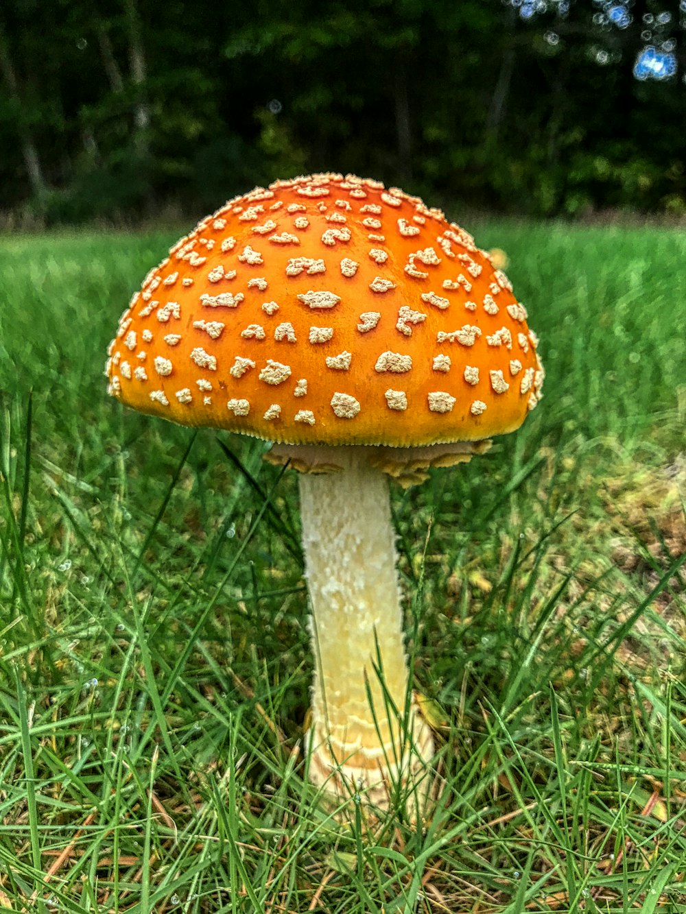 red and white mushroom on green grass field