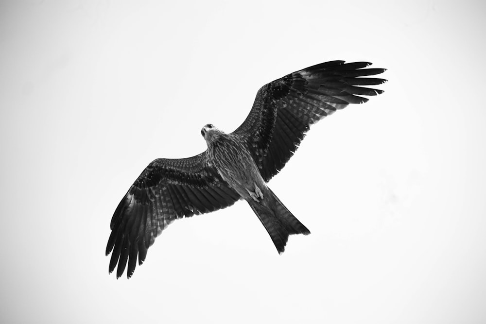 brown and white bird flying