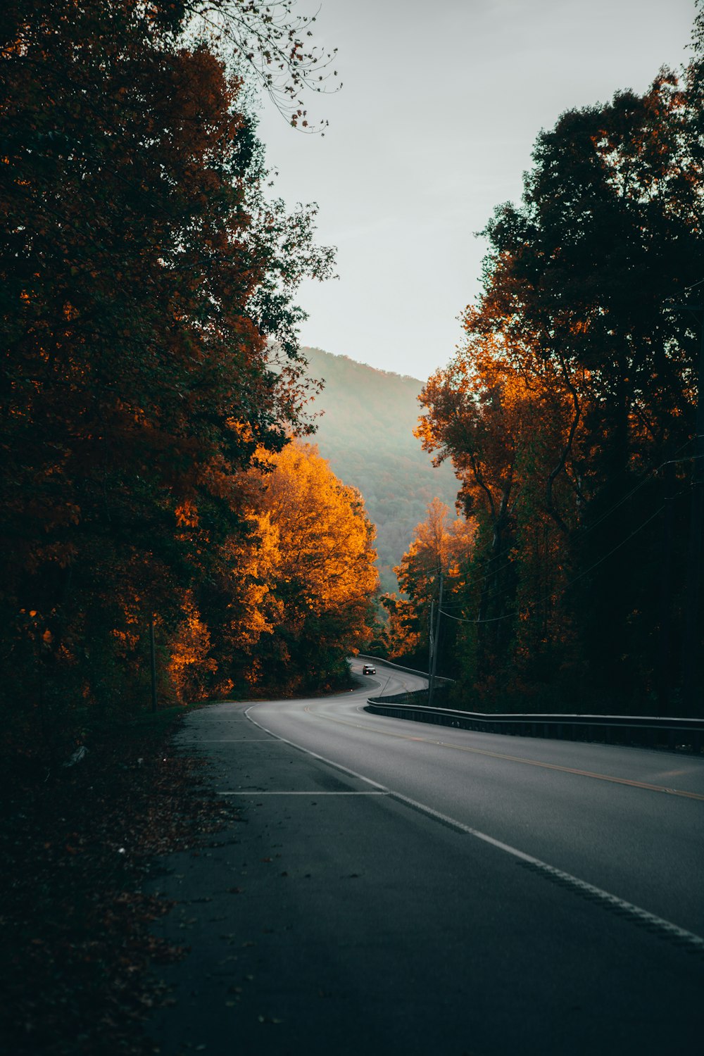 gray concrete road between trees during daytime