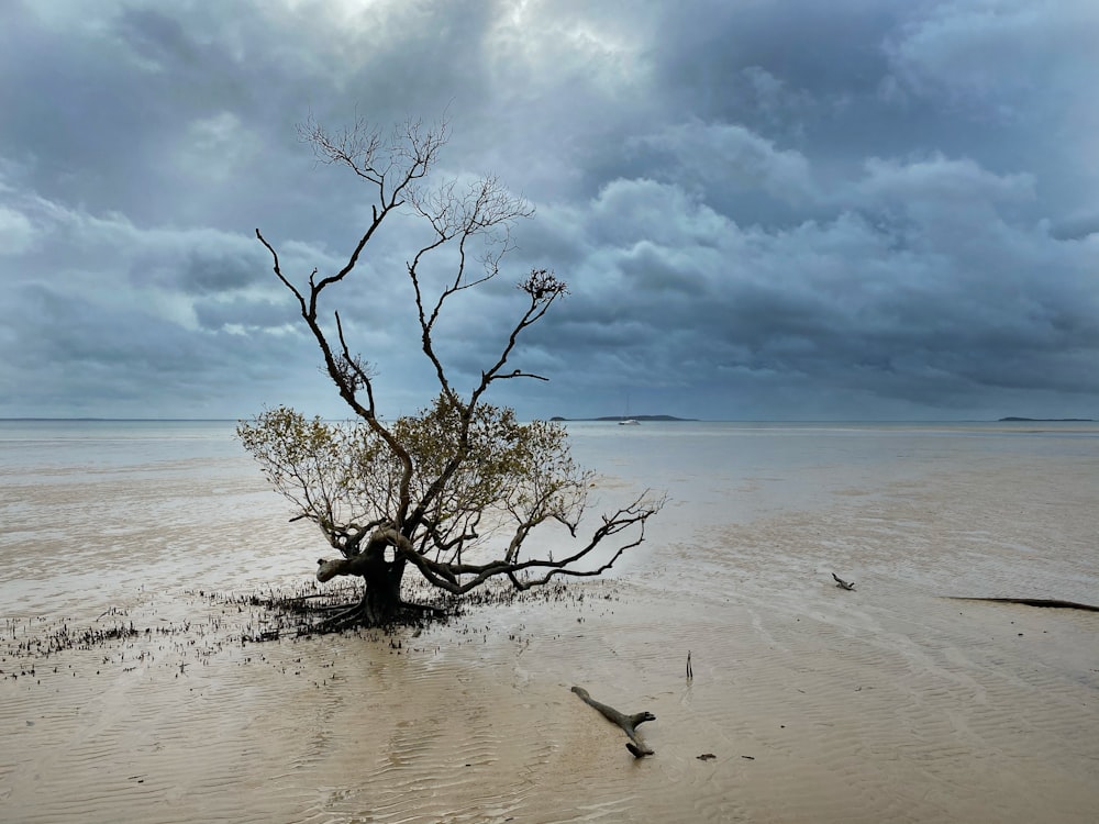 leafless tree on beach shore under cloudy sky