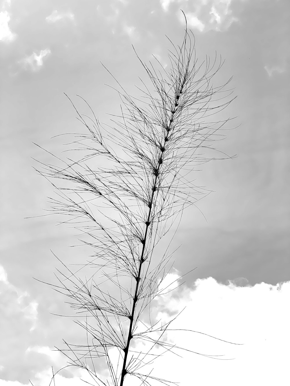 grayscale photo of leafless tree