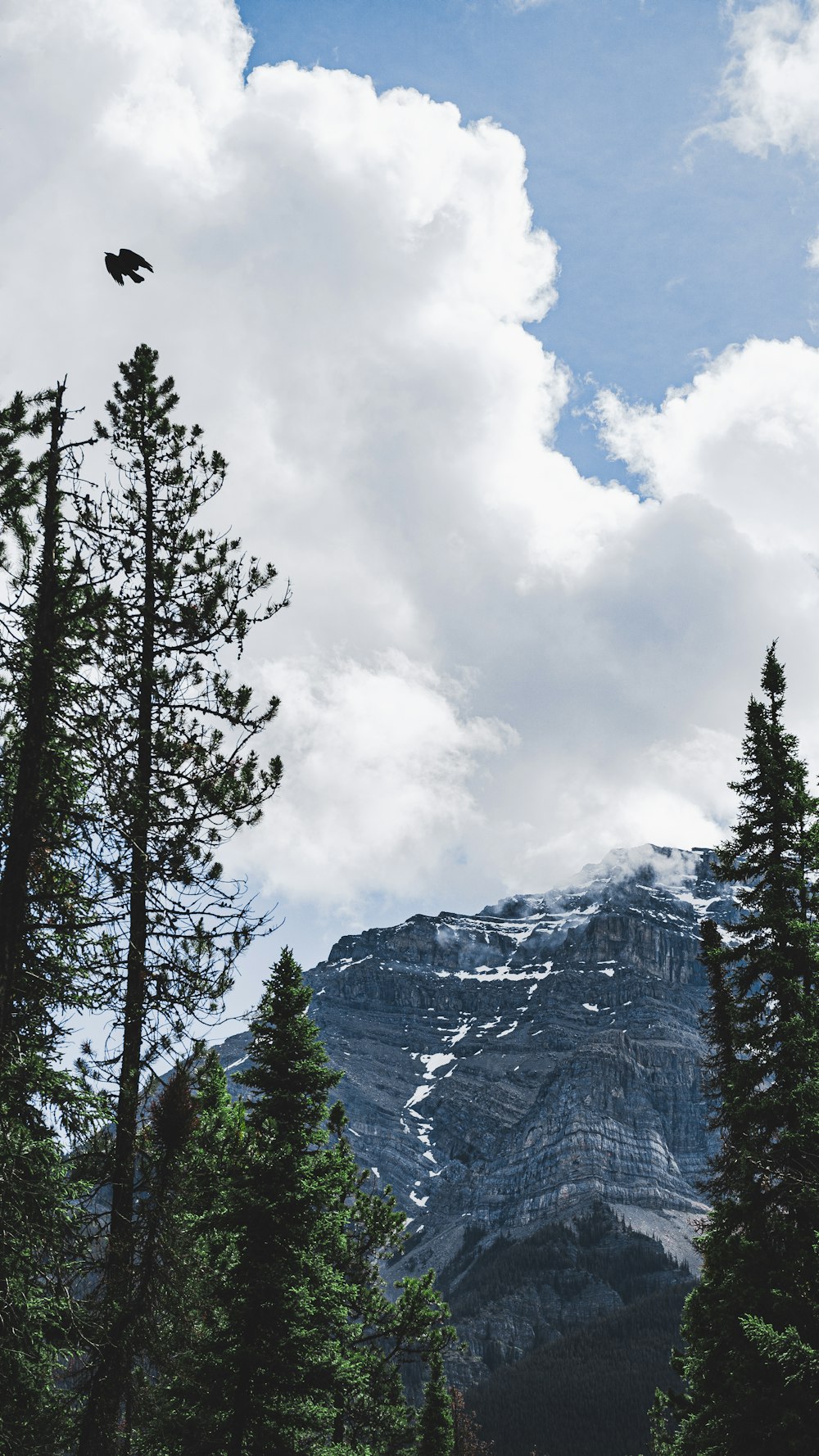 green trees near snow covered mountain during daytime