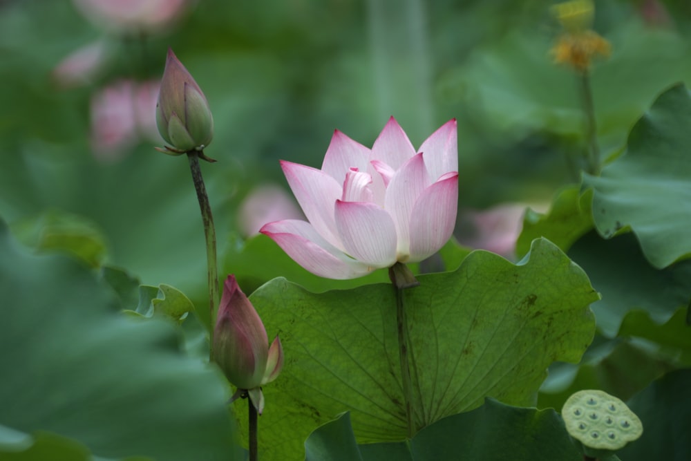 pink lotus flower in bloom during daytime