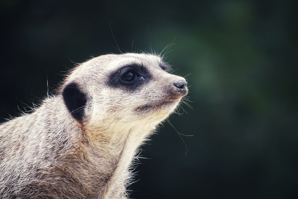 white and brown animal in close up photography