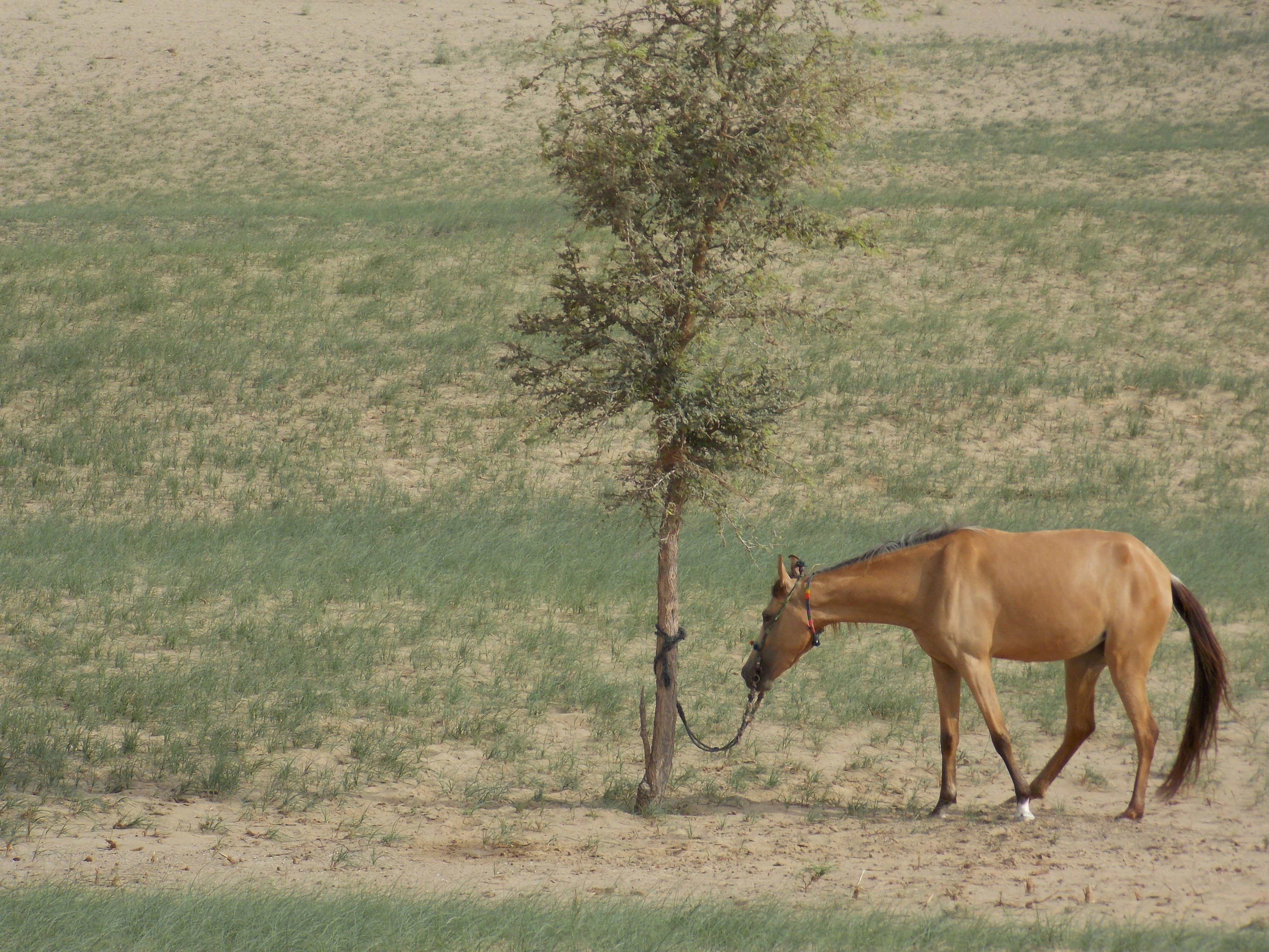 A photograph capturing a brown horse tethered near a lone scraggly tree in a dusty, open field. The scene emphasizes quiet rural atmosphere and natural light.