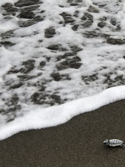 A small turtle is making its way across a sandy beach while frothy waves approach the shore, creating a contrast between the dark sand and the white foam.