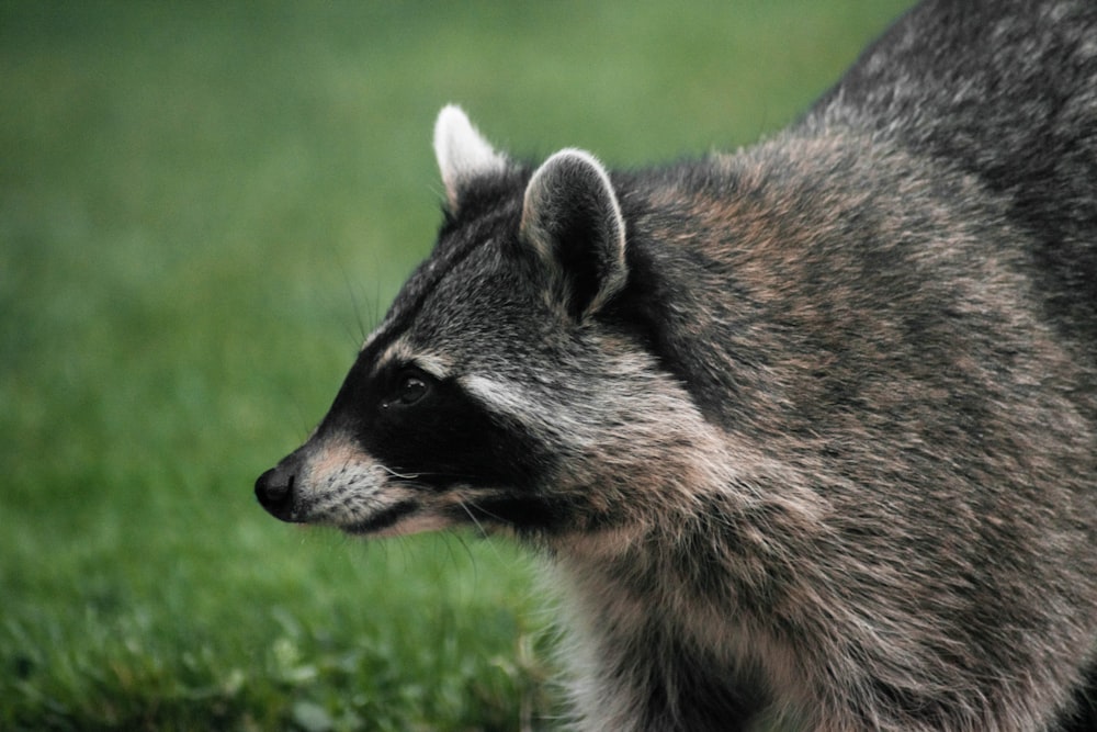 brown and black animal on green grass during daytime