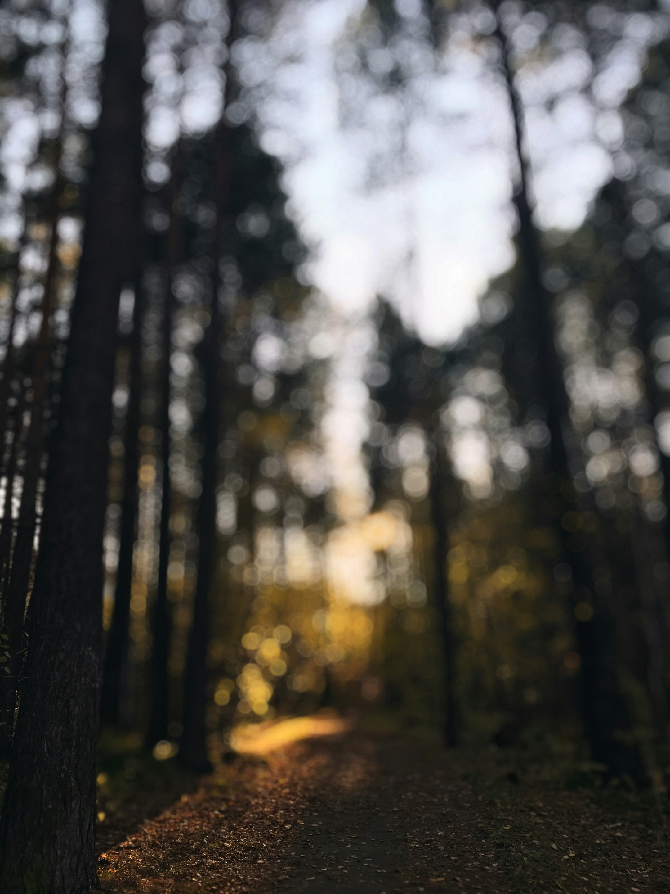 Whispers of the Forest