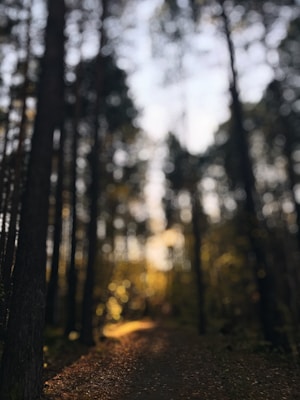 A forest scene with tall trees on either side of a dirt path. Sunlight filters through the branches, creating a warm, golden glow. The image is slightly out of focus, giving it a dreamy, ethereal quality.