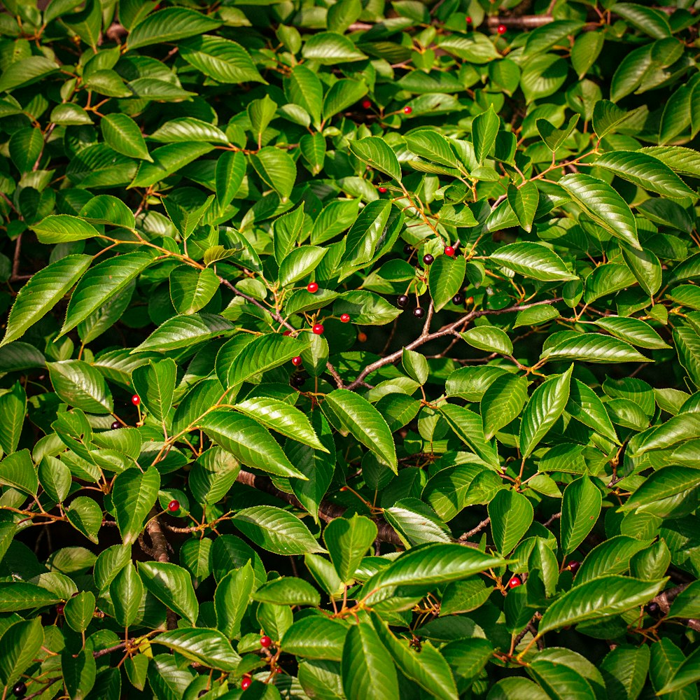 green leaves plant during daytime