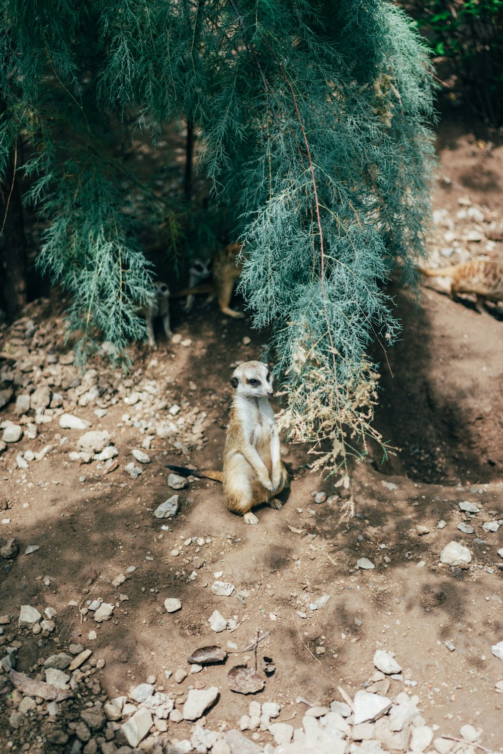 brown and white monkey sitting on brown soil during daytime