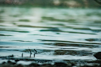 Gentle ripples on a serene lake reflecting the surrounding greenery.
