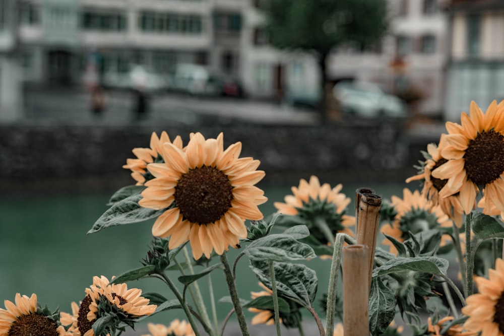 yellow sunflower in tilt shift lens