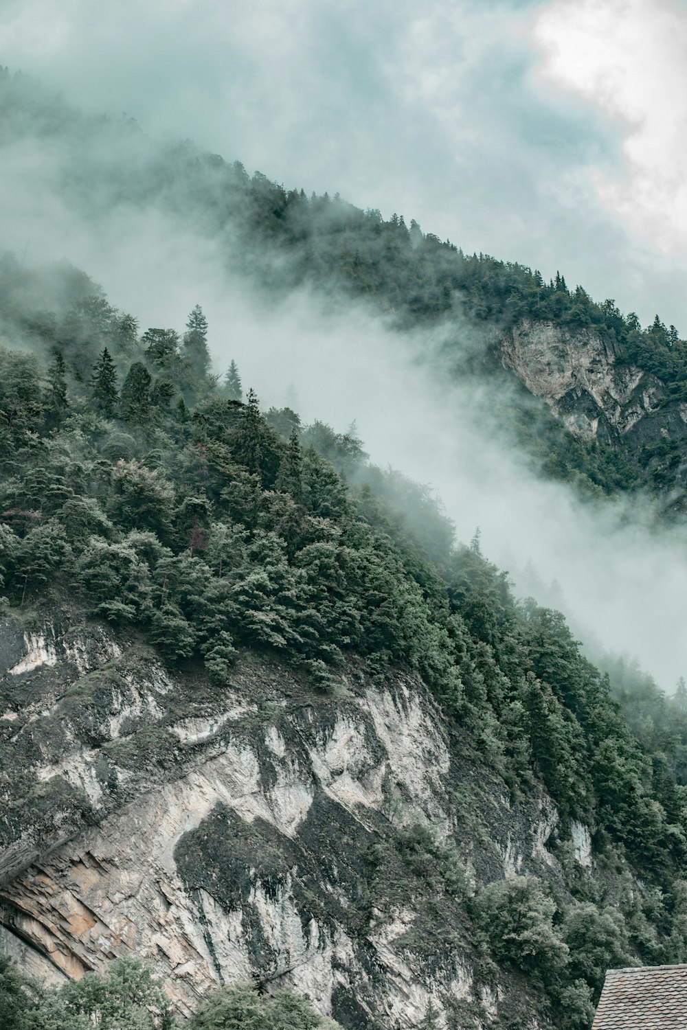 green trees on rocky mountain during daytime