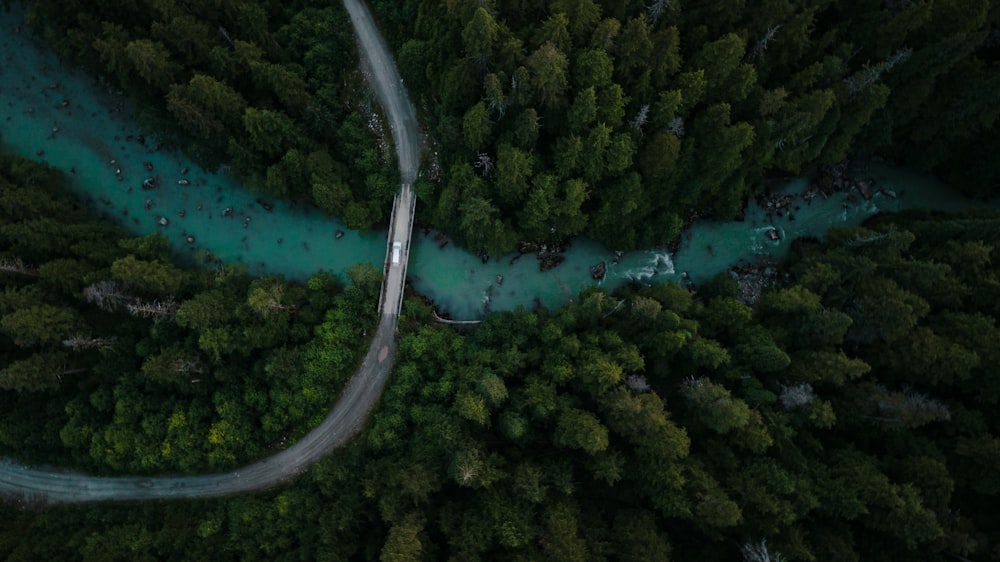 aerial view of green trees and river