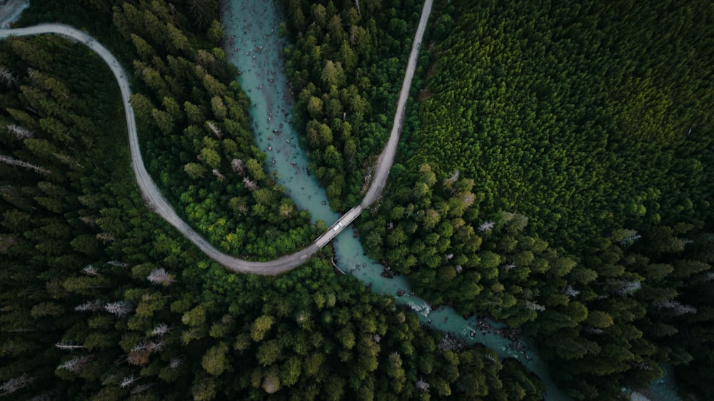 vista aérea de árvores verdes e rio