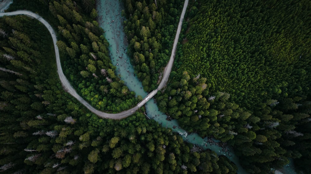 aerial view of green trees and river