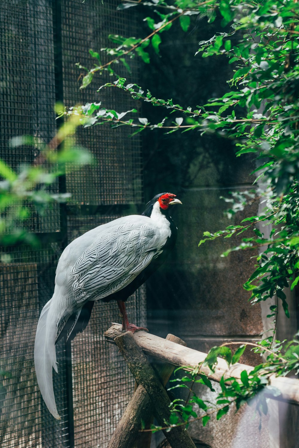 gray and red bird on brown tree branch