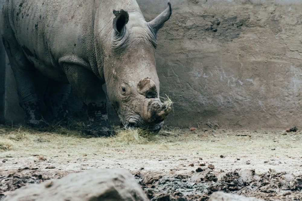 gray rhinoceros on brown soil