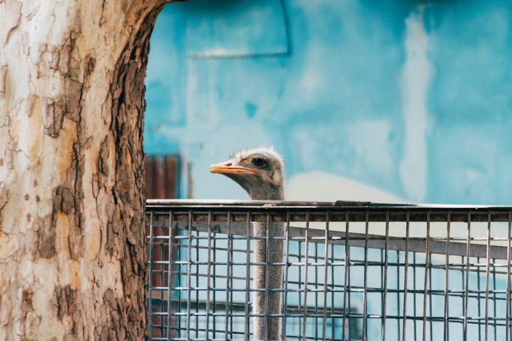 brown and gray ostrich in cage