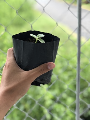person holding black potted green plant