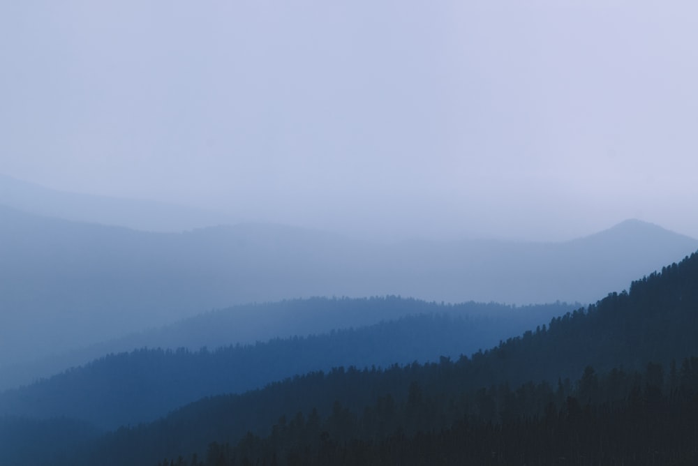 green trees on mountain during foggy day