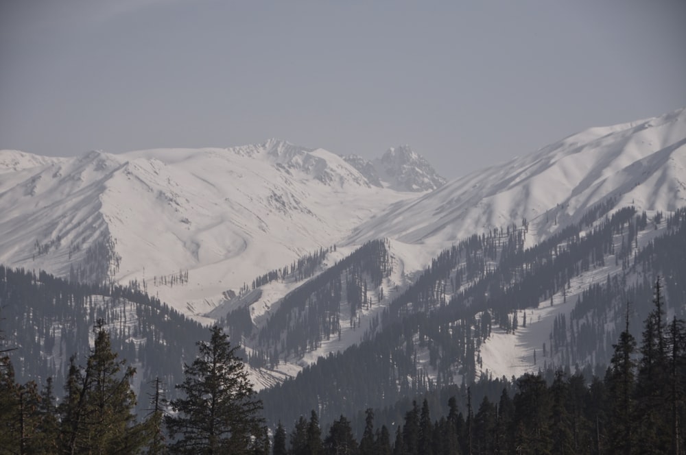 green pine trees on snow covered mountain during daytime